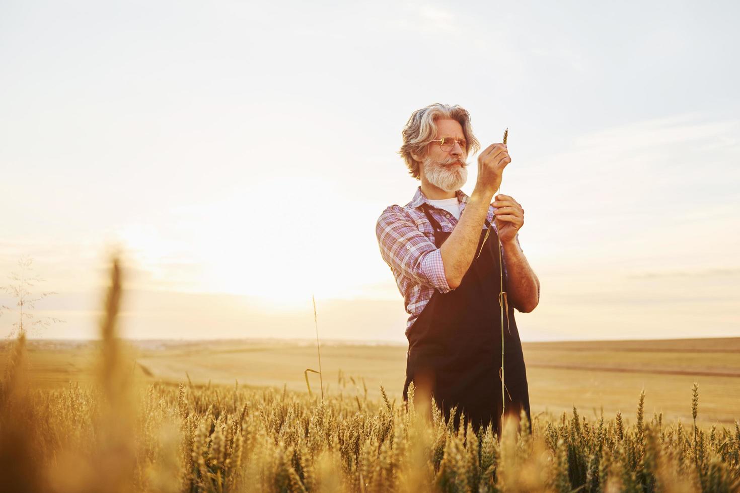 hermosa luz del sol. hombre elegante senior con cabello gris y barba en el campo agrícola con cosecha foto