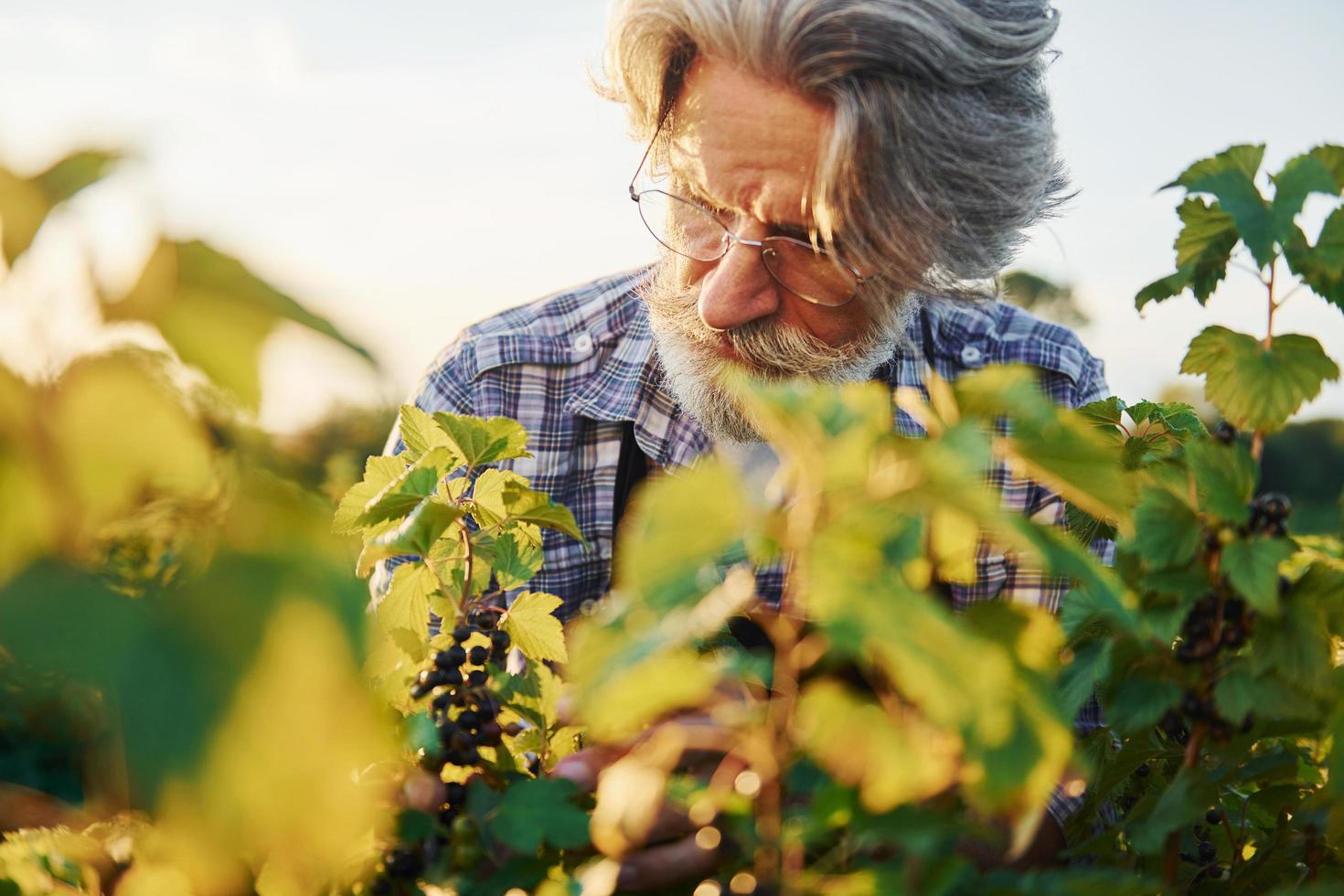 tiempo de cosechar. hombre mayor elegante con cabello gris y barba en el campo agrícola foto