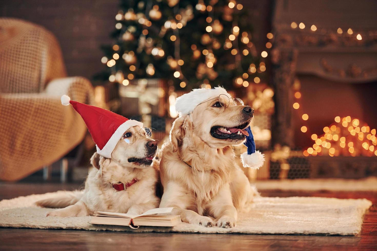 Conception of christmas. Two cute Golden retrievers together at home. Celebrating New year photo