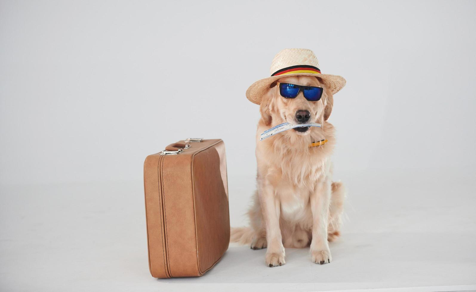 In hat and sunglasses. With suitcase and ticket. Golden retriever is in the studio against white background photo