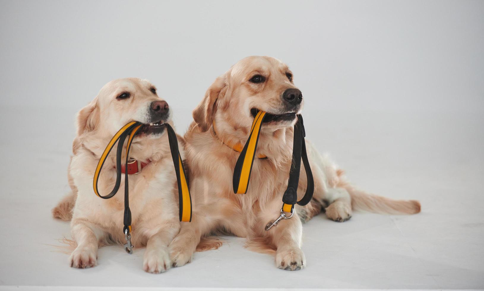 sostiene la correa en la boca. dos golden retrievers juntos en el estudio con fondo blanco foto