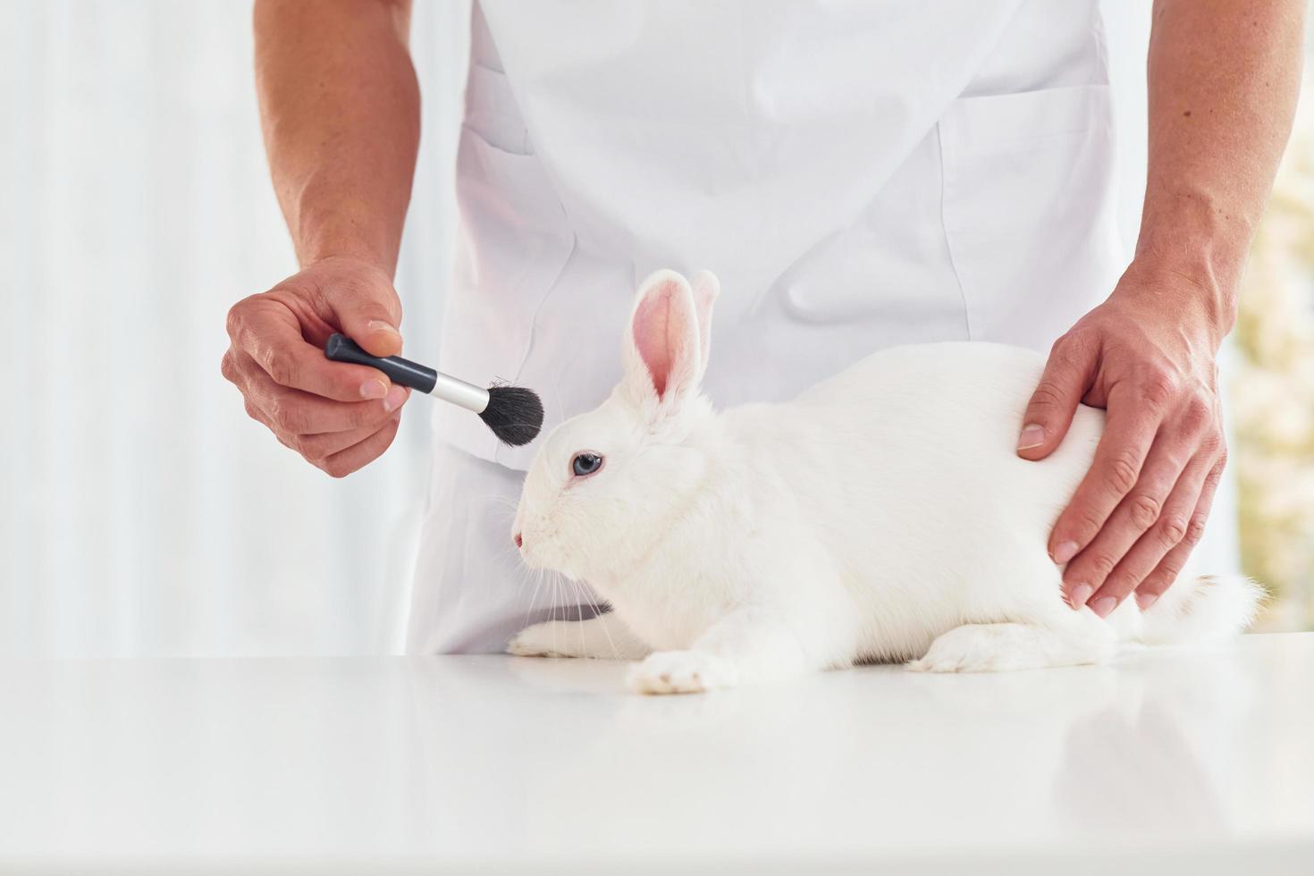 Young veterinatian is indoors with little rabbit. Conception of healthcare photo