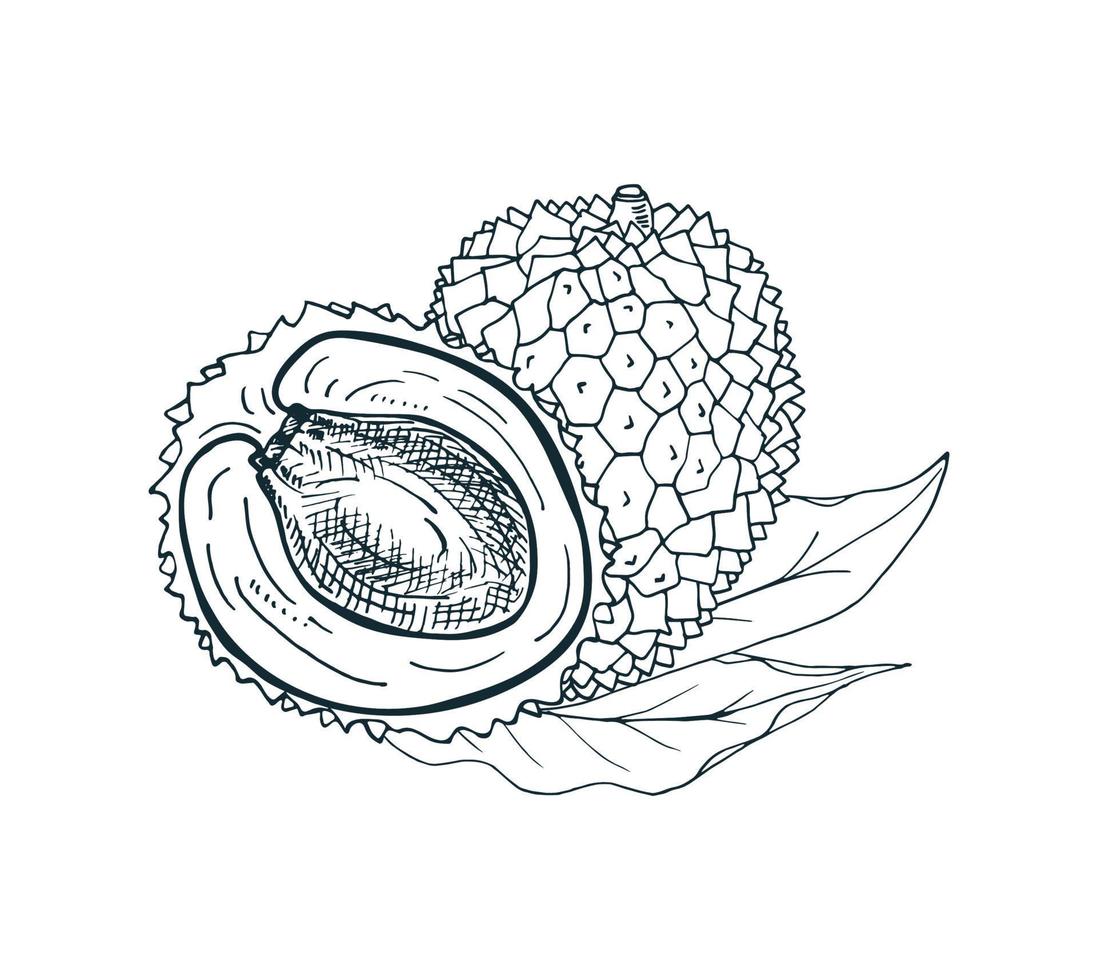 Lychee fruit whole and half with leaves. Vector hand-drawn illustration.