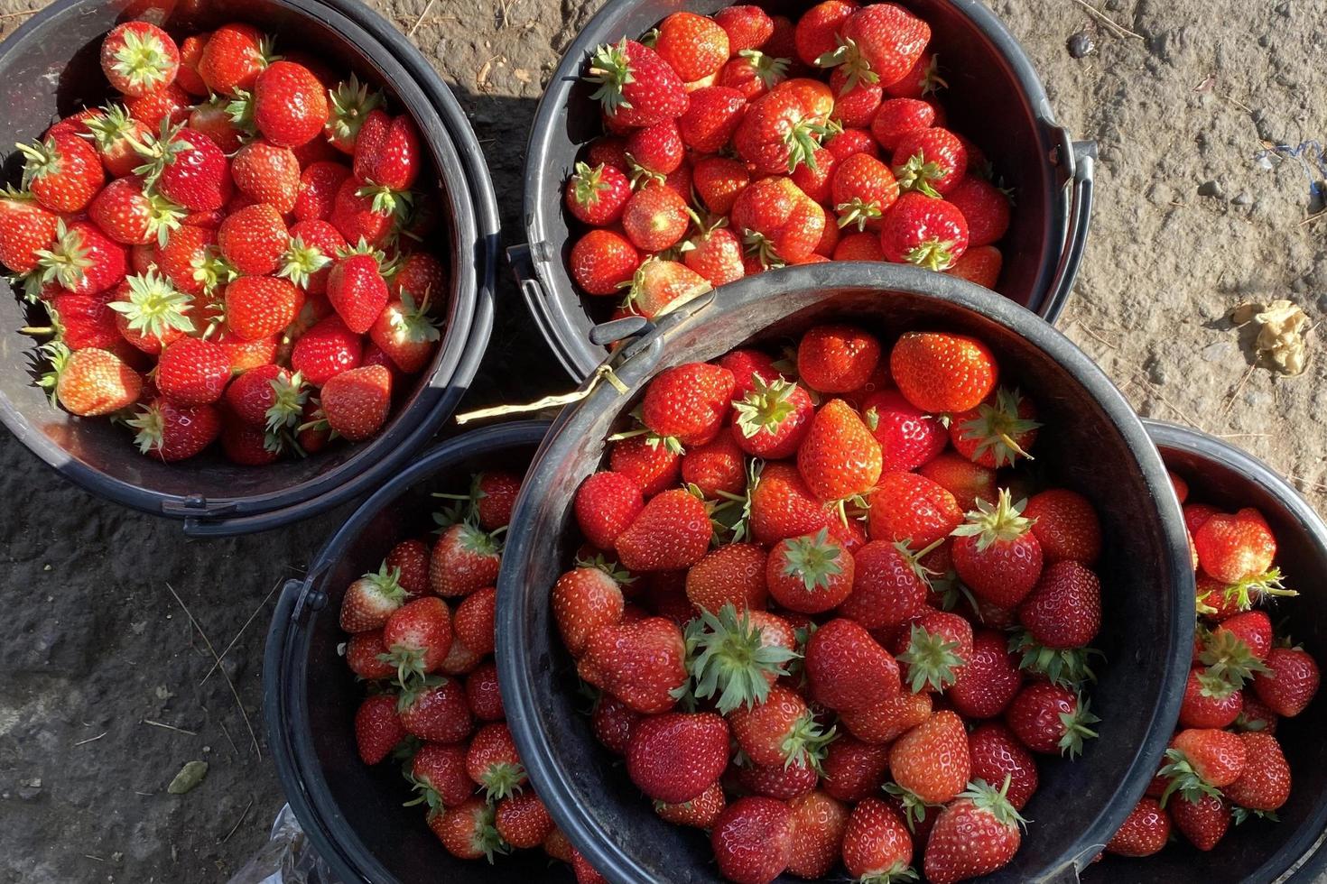 The red strawberry in the bucket photo