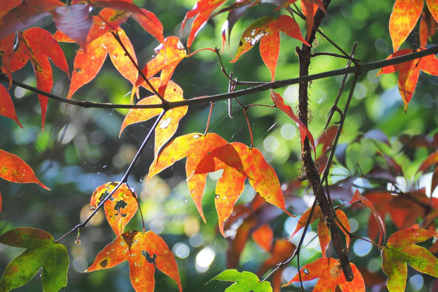 The color of autumn leaves photo