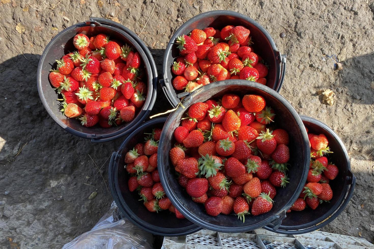 The red strawberry in the bucket photo