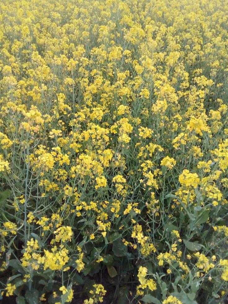 flor de mostaza, fondo de pantalla, hermoso, foto