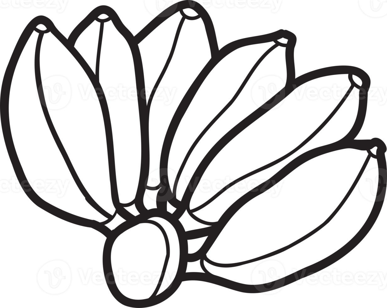 Hand Drawn Banana illustration png