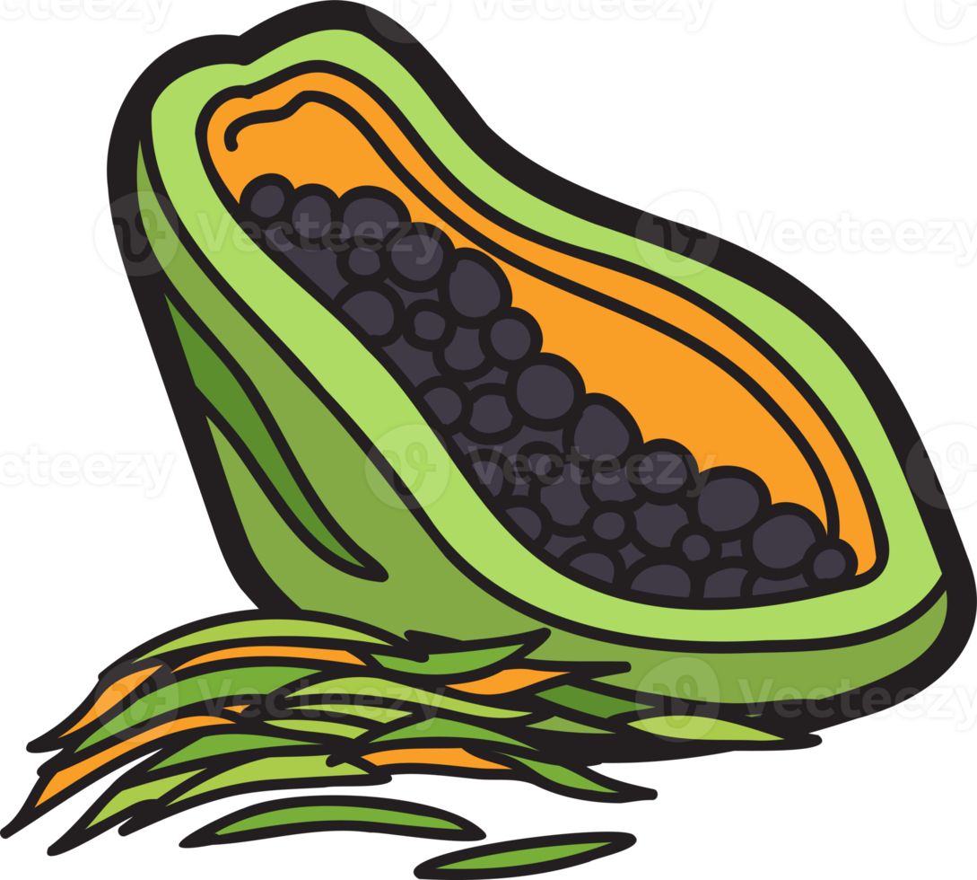 hand dragen papaya illustration png