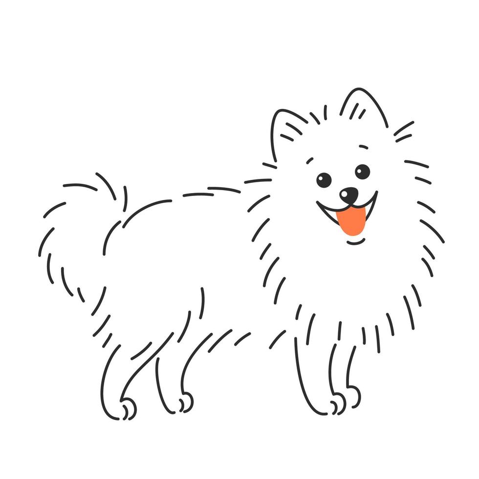 perro spitz alemán pomerania. ilustración vectorial vector