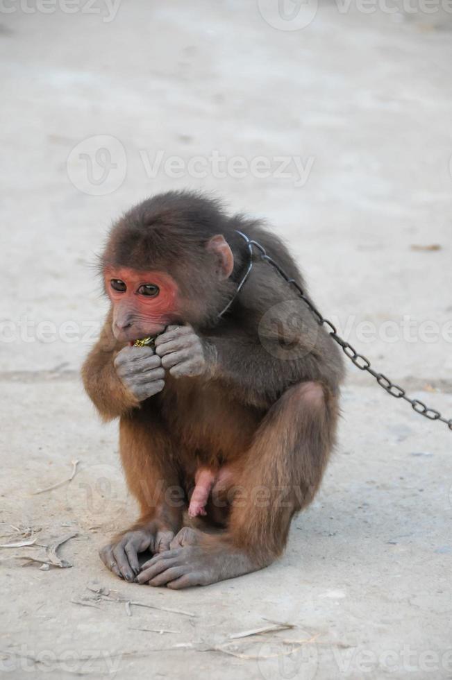 Monkey in Chains in Vietnam photo