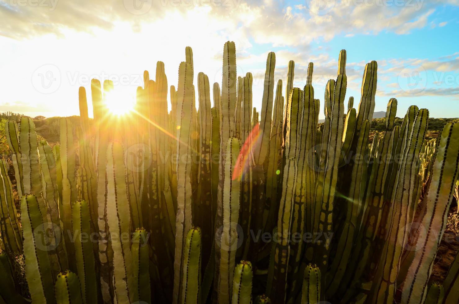 vista del desierto sobre la puesta de sol foto