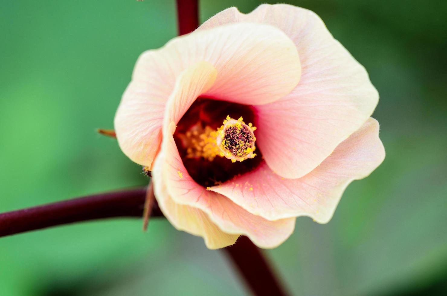 acedera jamaica o flor de hibisco sabdariffa foto