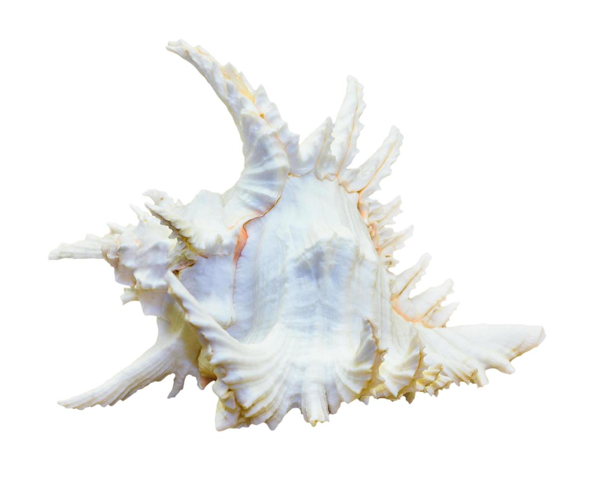 Shell of Chicoreus Ramosus, Ramose Murex photo