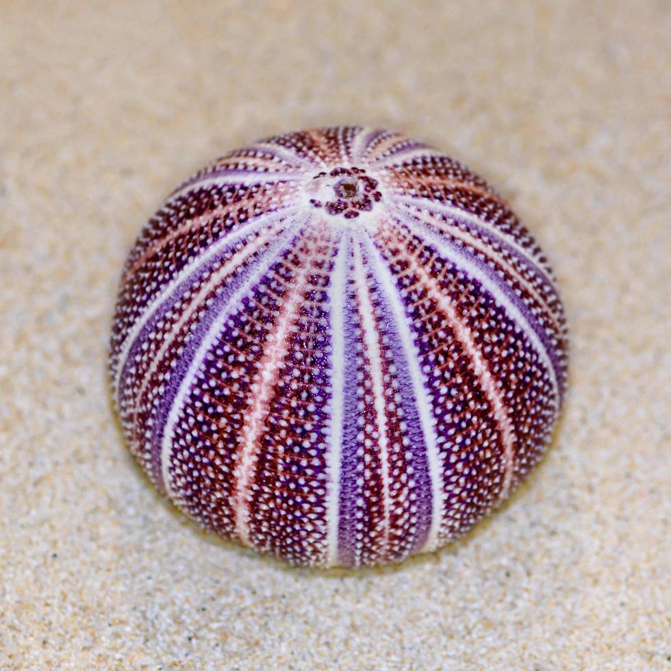 Shell of Sea Urchin or urchin photo