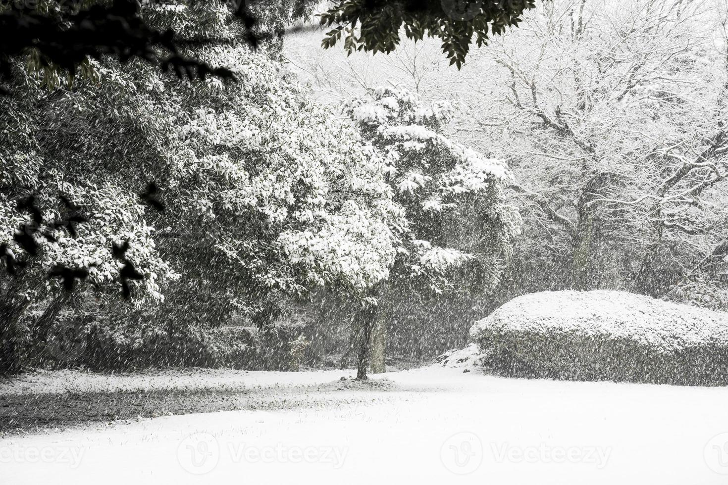 Jeju Bijarim Forest and Snow photo