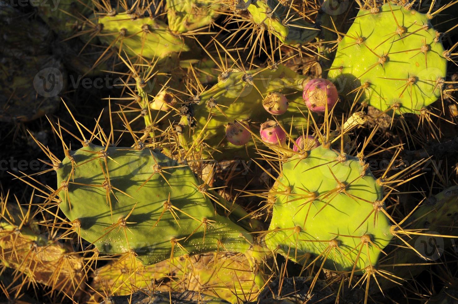 hoja de cactus de pera espinosa verde foto