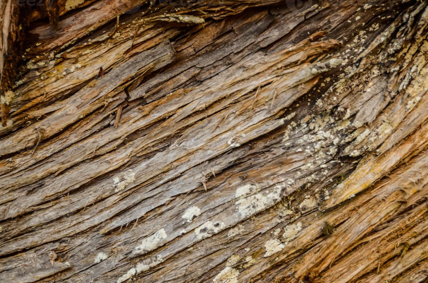 Wood texture close-up photo