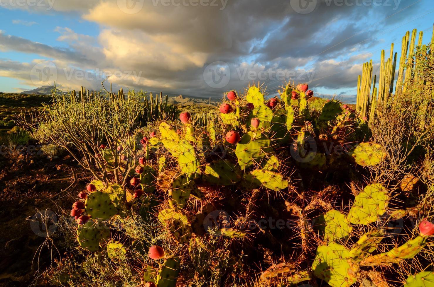 Cacti on desert vegetation photo