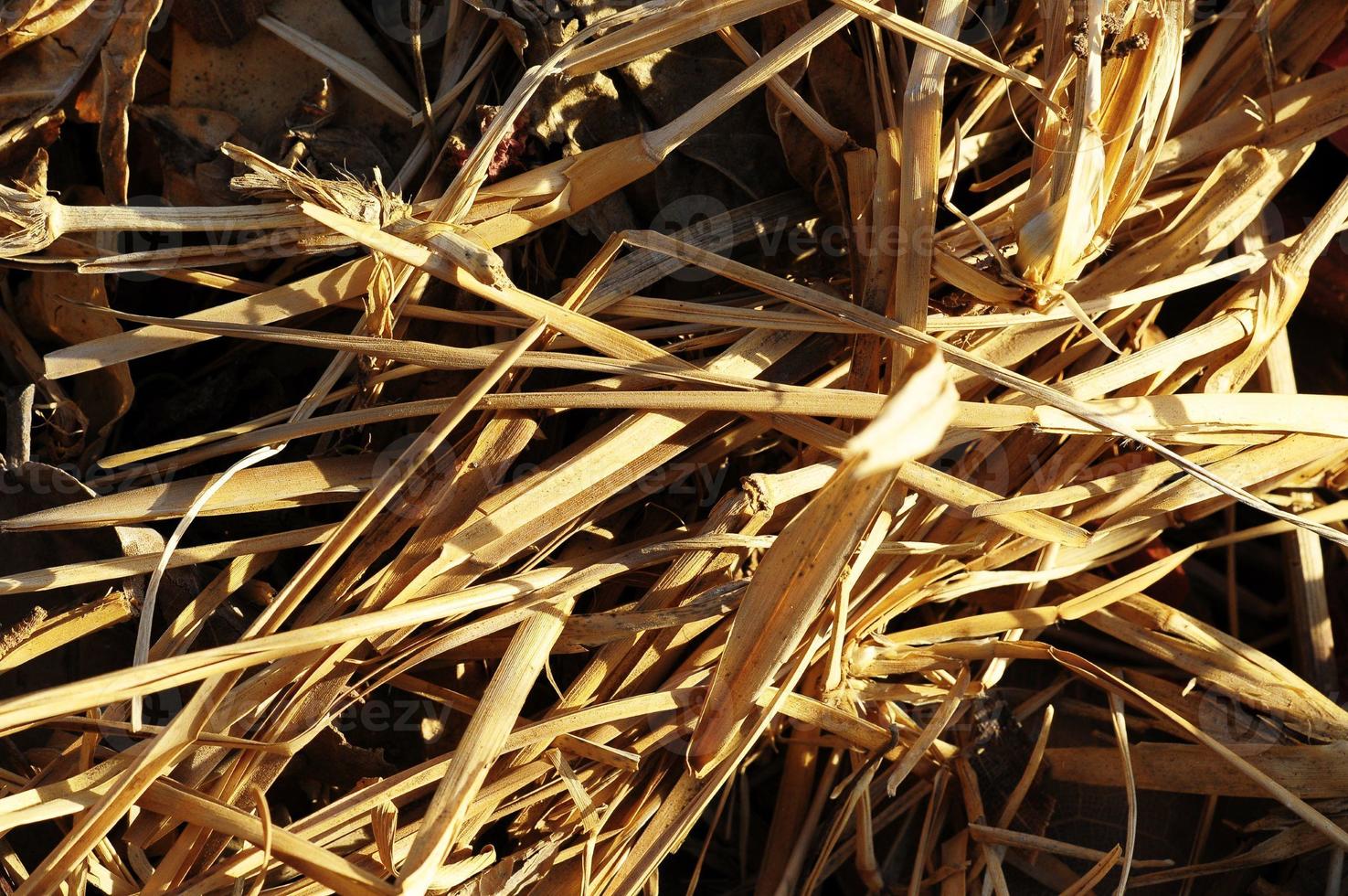 Brown Dry Grass Herb Texture photo