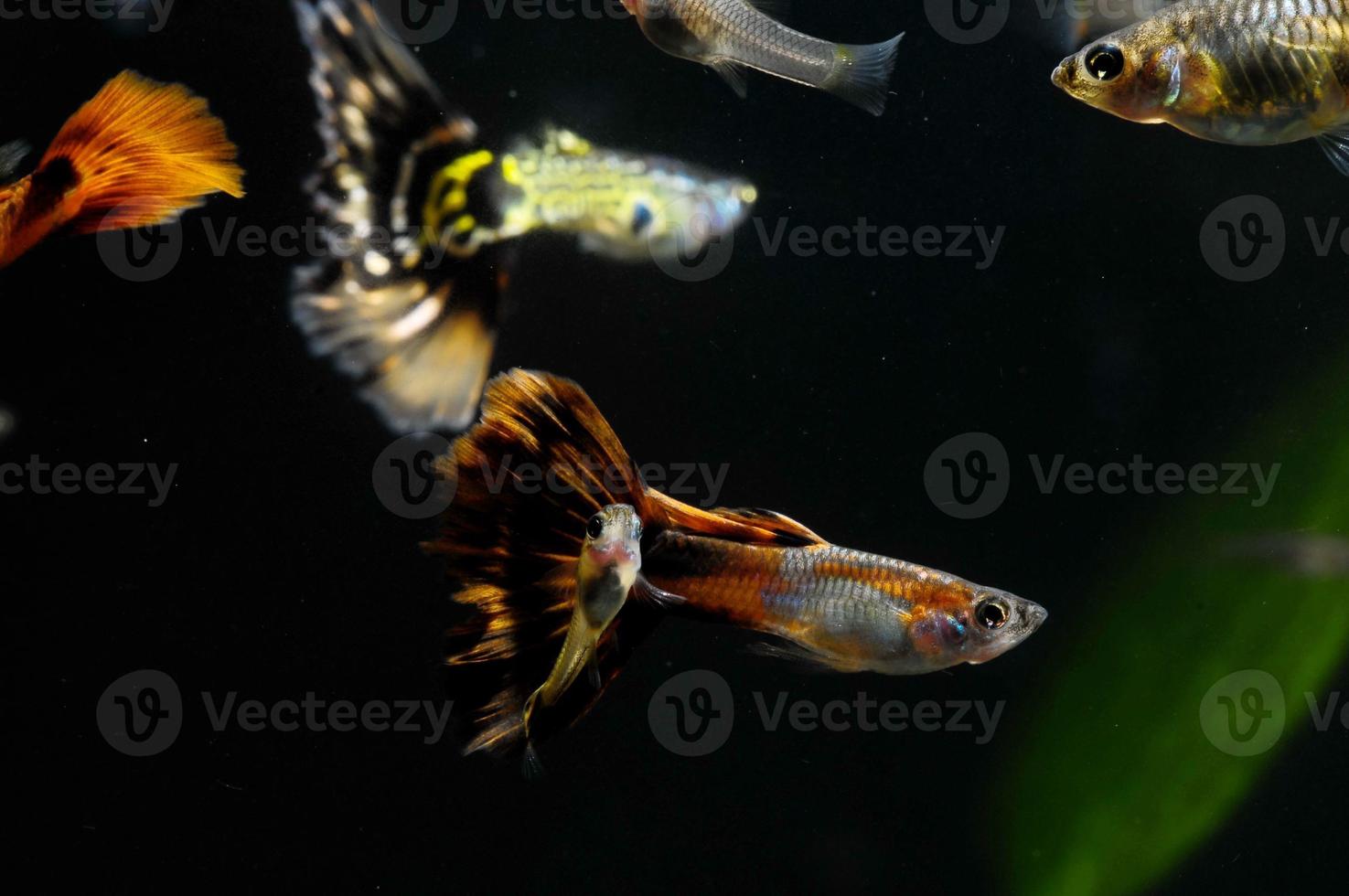 Guppy Multi Colored Fish photo