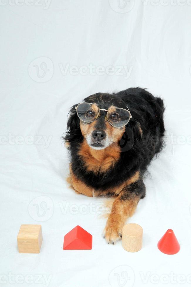 Dog IQ Test photo