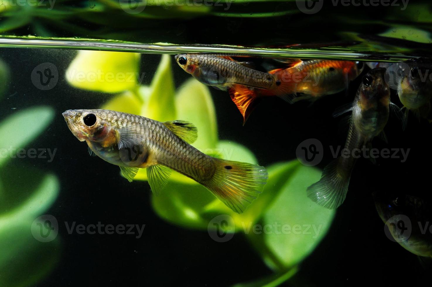 Guppy Multi Colored Fish photo