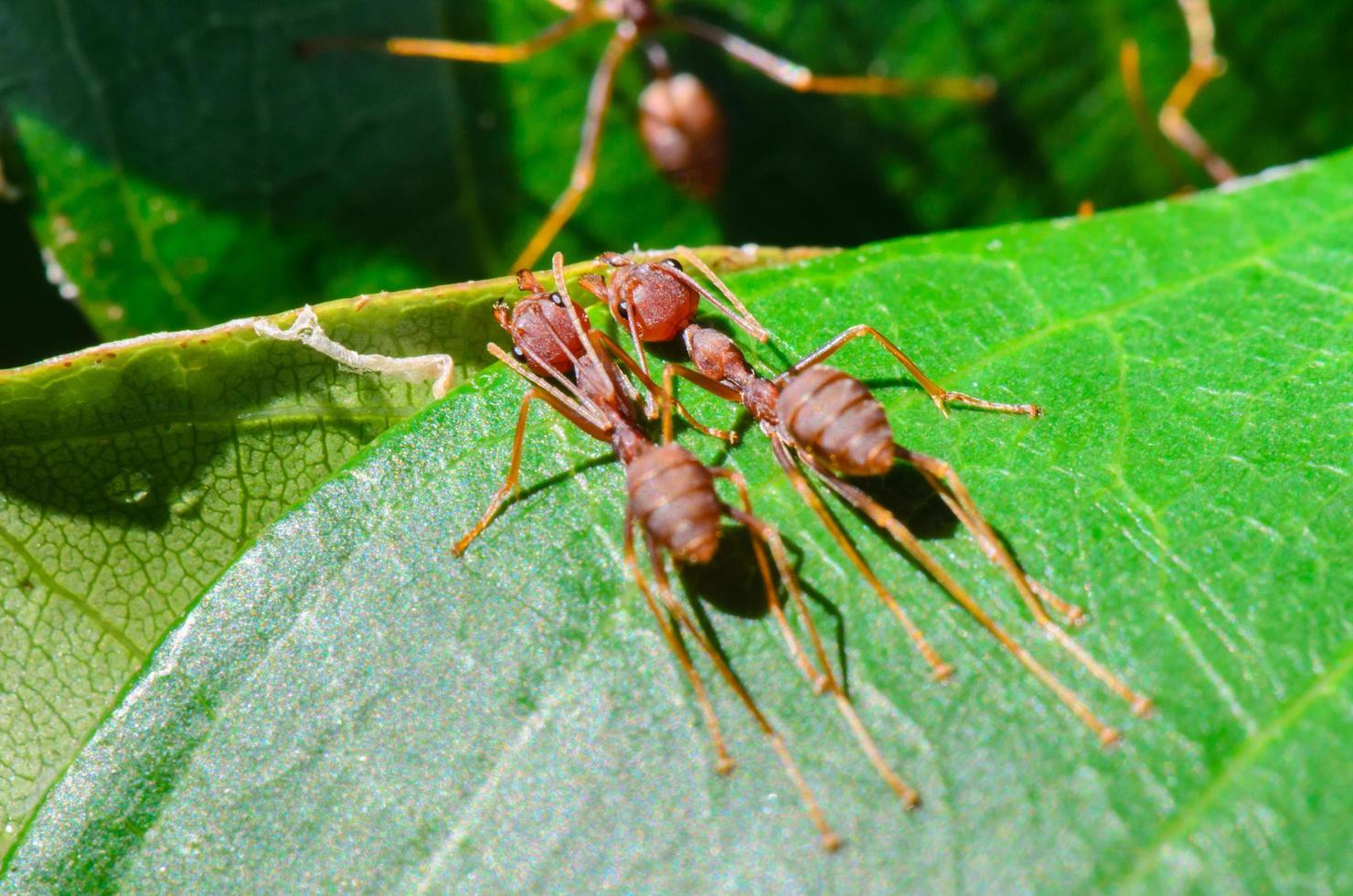 Teamwork of Weaver Ant photo