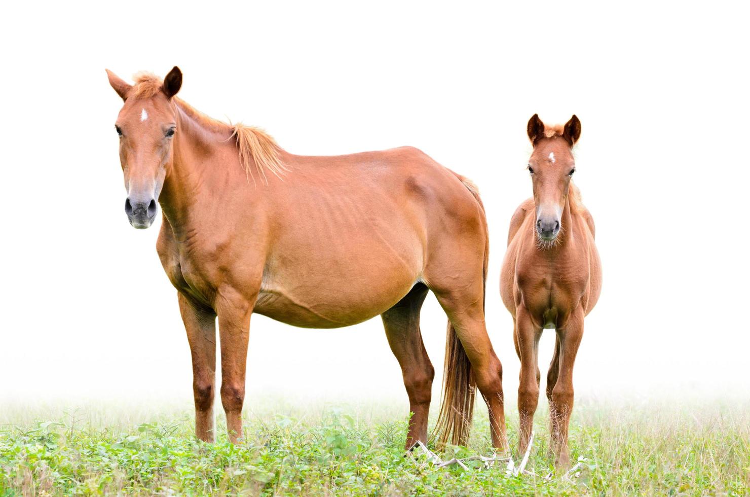Brown mare and foal on white background photo