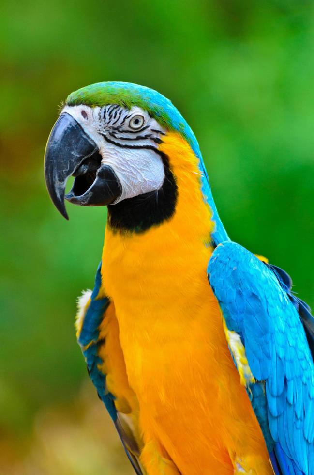 Blue and Gold Macaw colorful birds photo