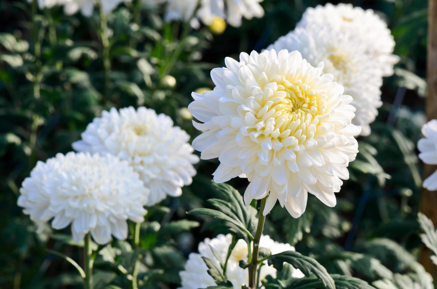 White Chrysanthemum Morifolium flowers in garden photo