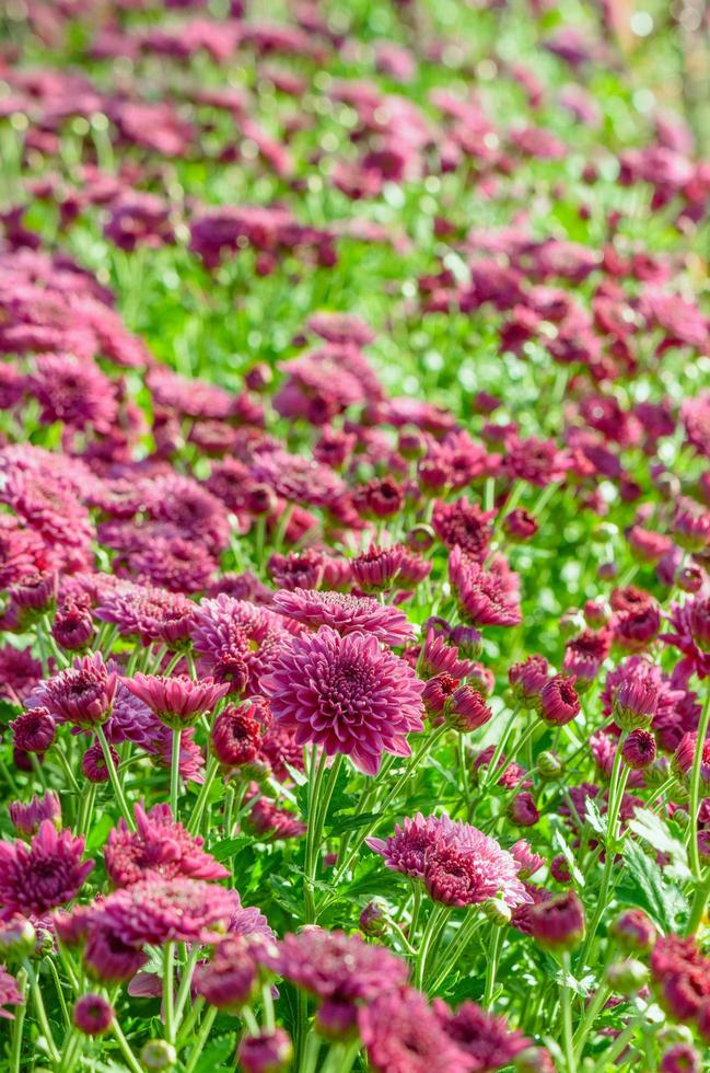 magenta crisantemo morifolium flores granjas foto