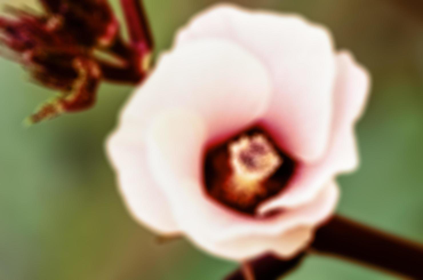 Vintage blur background flower photo