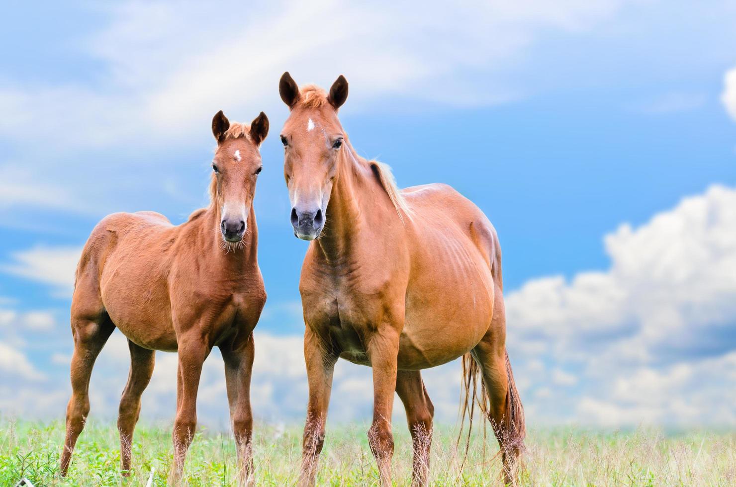 Brown horse and foal looking photo