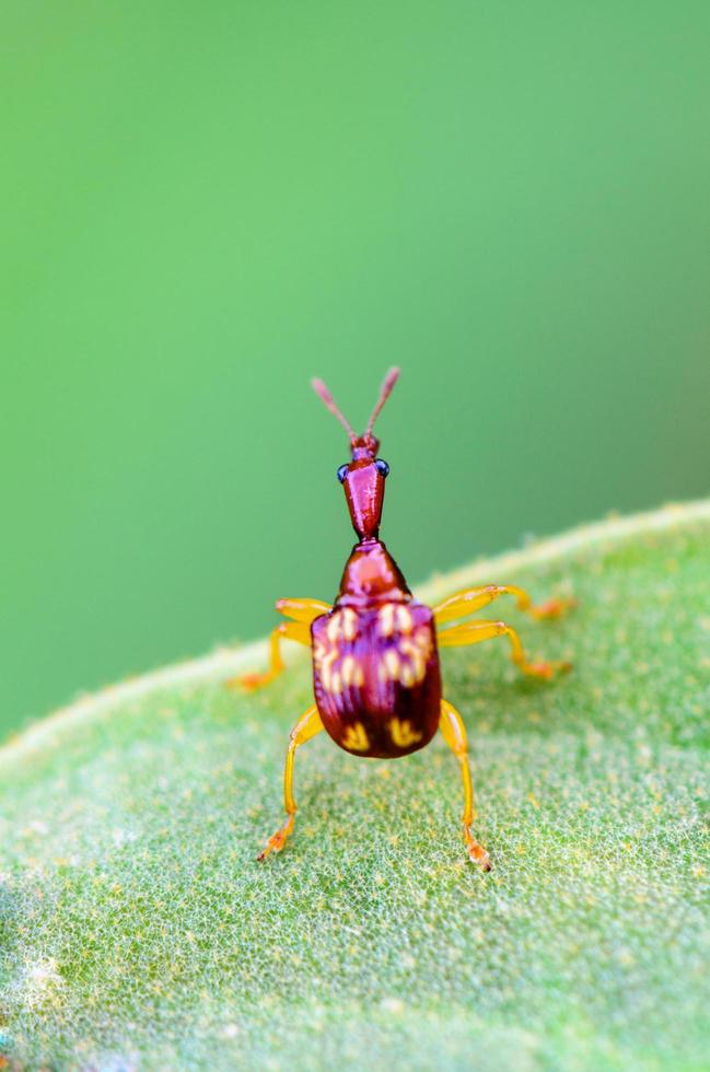 Close up Leaf Rolling Weevil or Giraffe Weevil photo