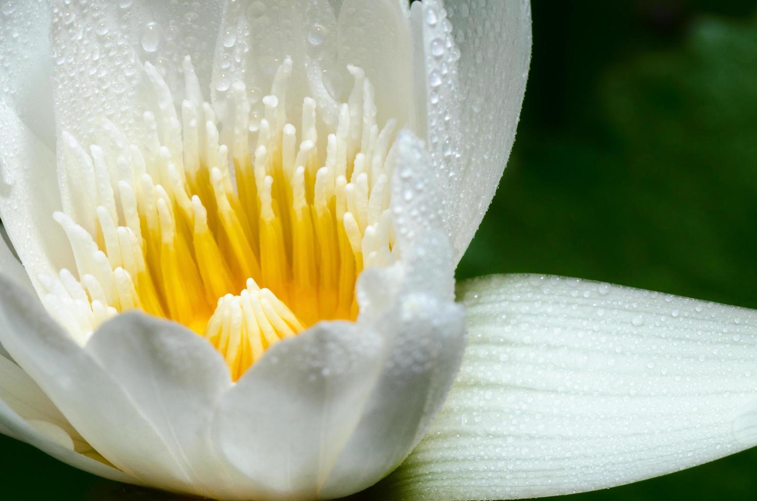 White lotus flower photo