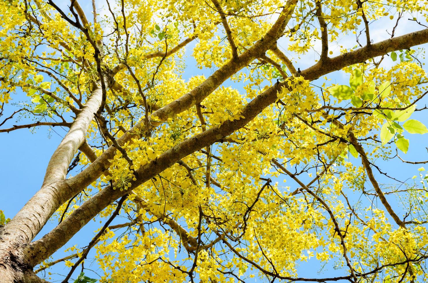 Yellow flowers on tree of Purging Cassia or Ratchaphruek photo