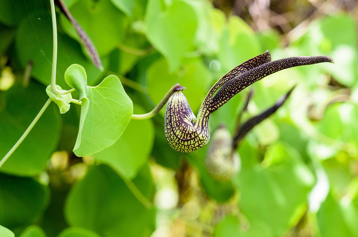 Exotic flower shaped like a chicken photo