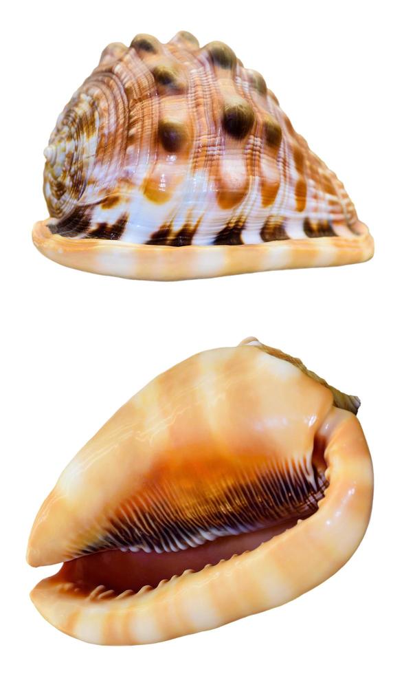 Shell of Cypraecassis Rufa or Bullmouth Helmet photo