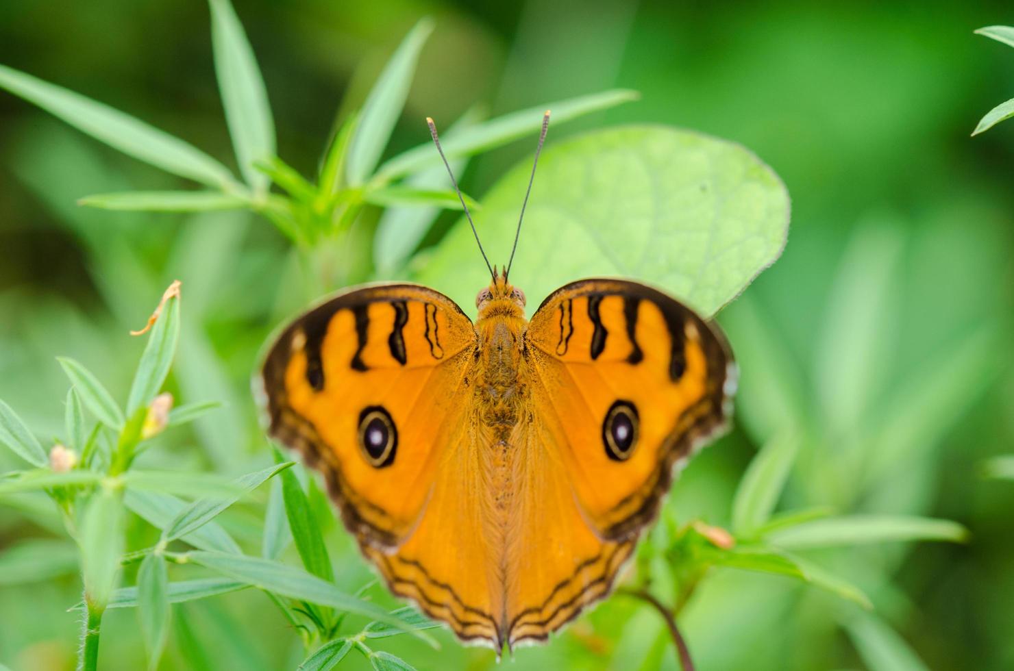Peacock pansy butterfly photo