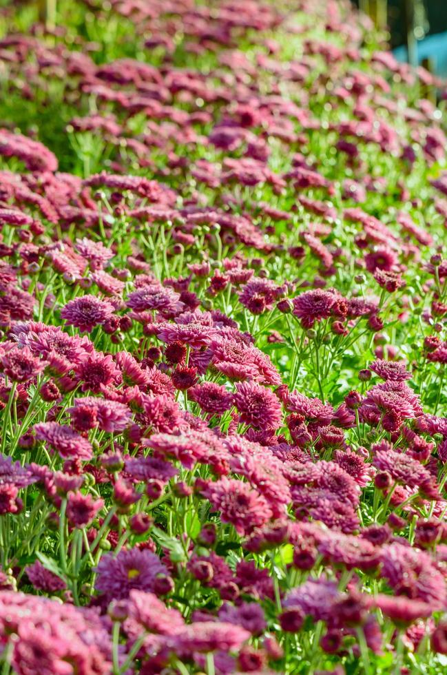 magenta crisantemo morifolium flores granjas foto