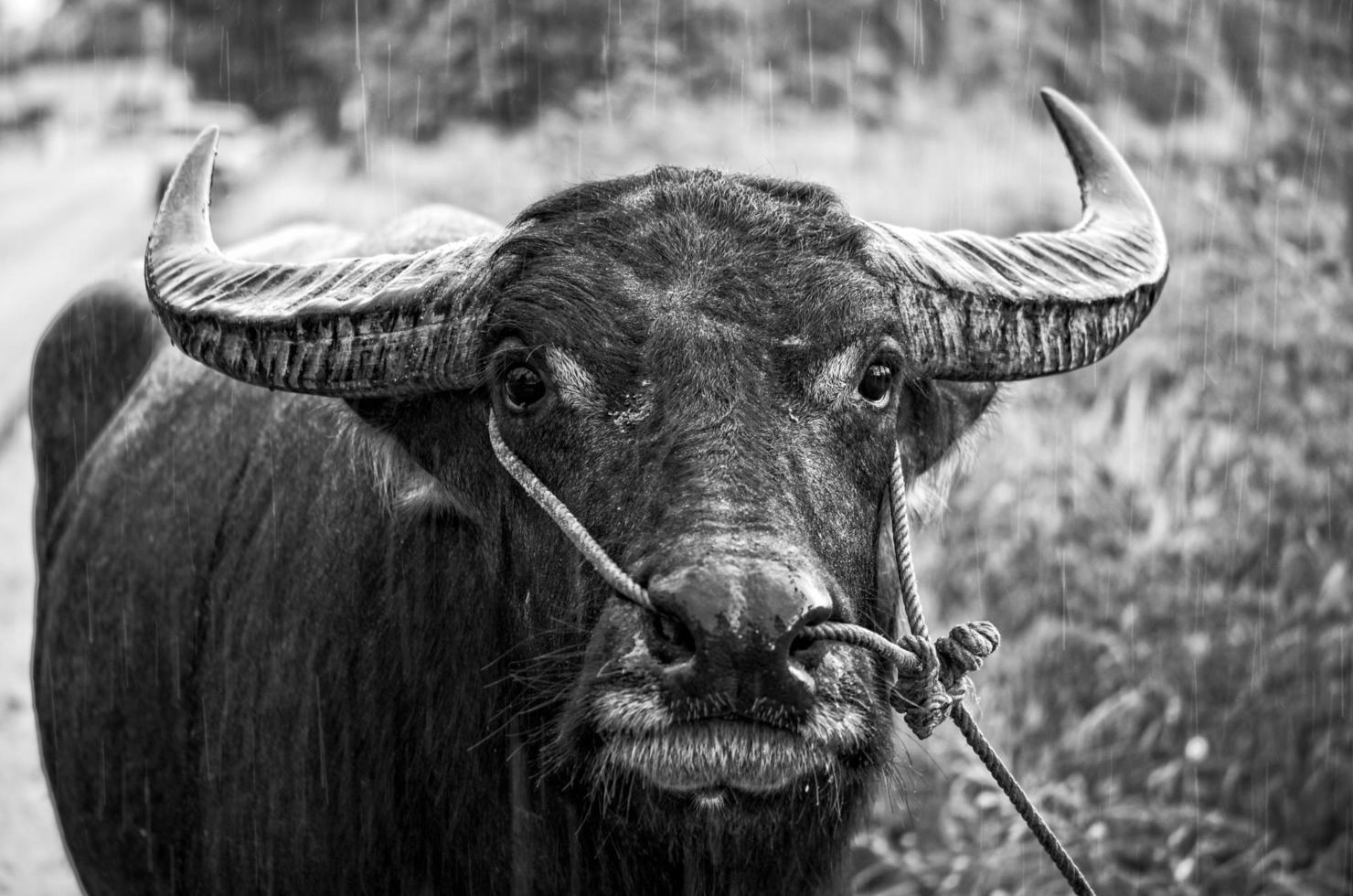 foto en blanco y negro de un búfalo de agua asiático bajo la lluvia.