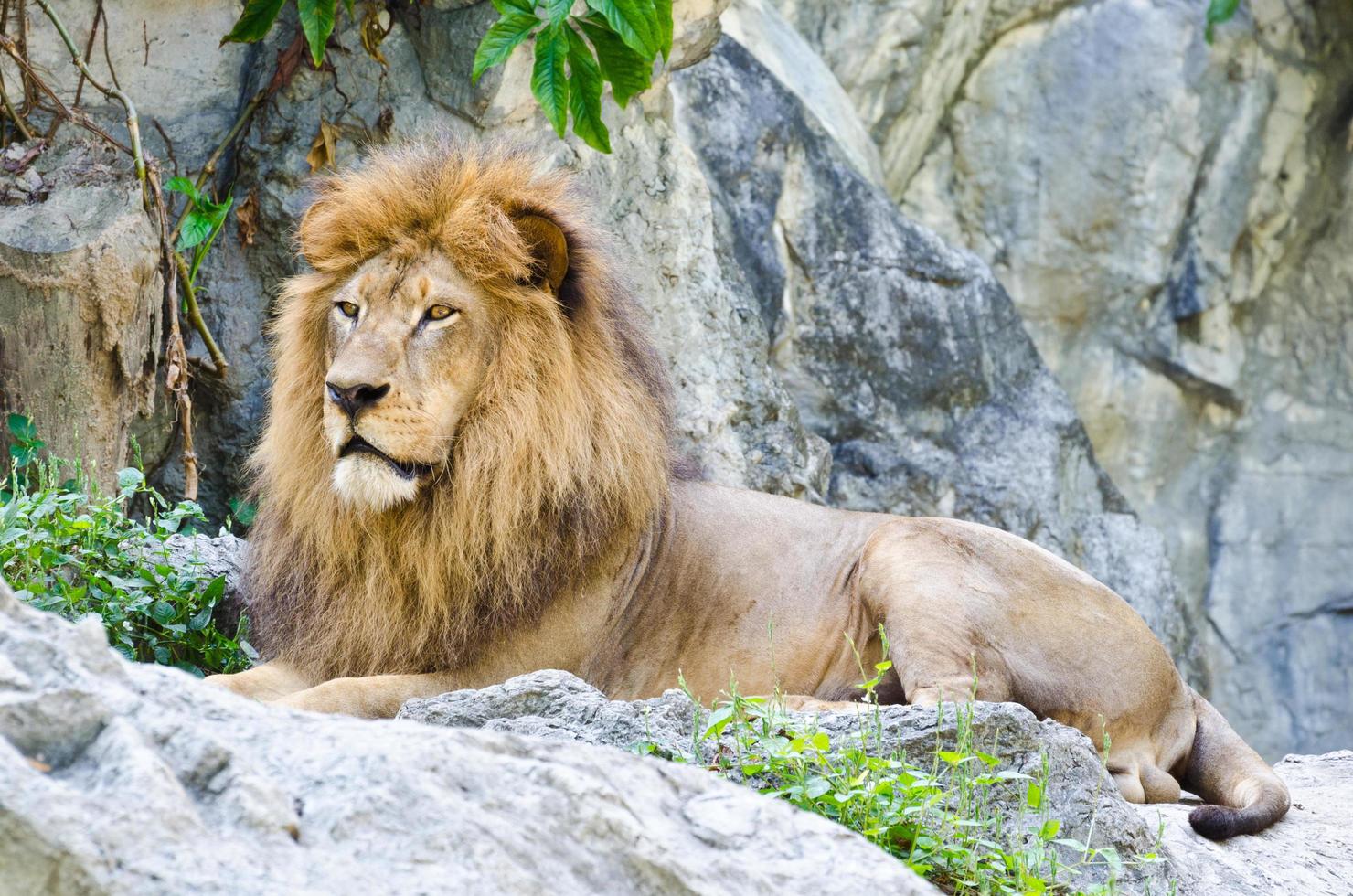 Male lion crouched on the rock photo