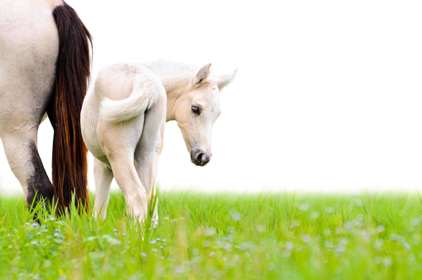 Horse foal looking isolated on white photo