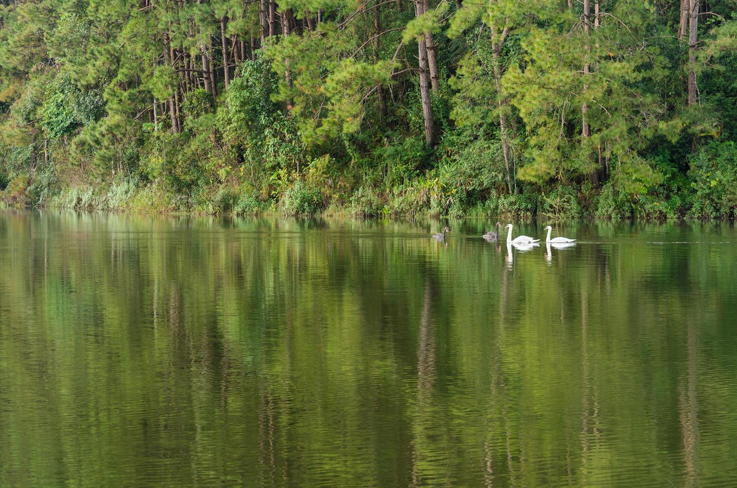 White swan and its mate are swimming in the lake photo