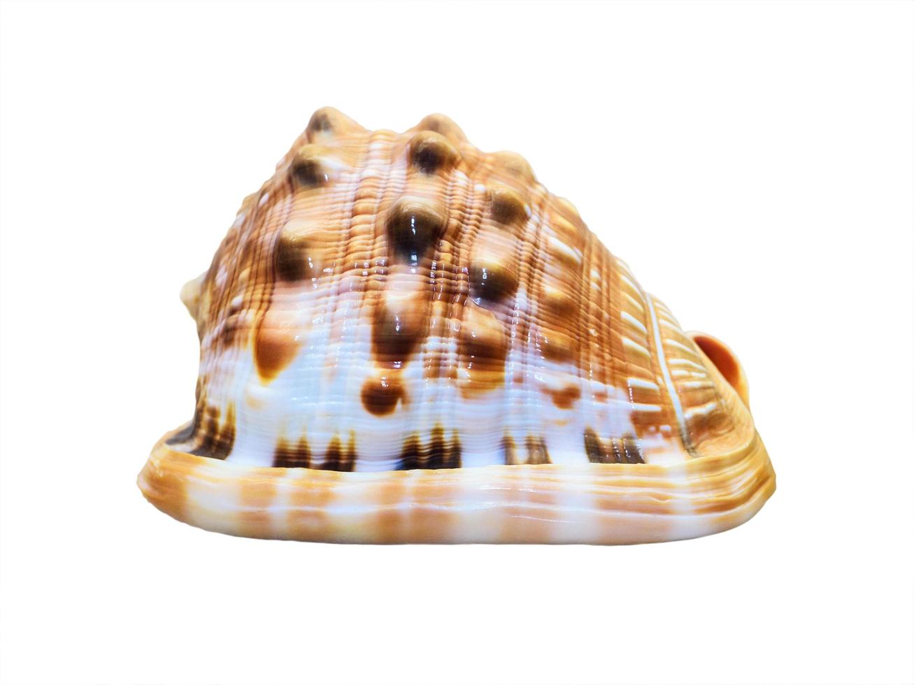 Shell of Cypraecassis Rufa or Bullmouth Helmet photo