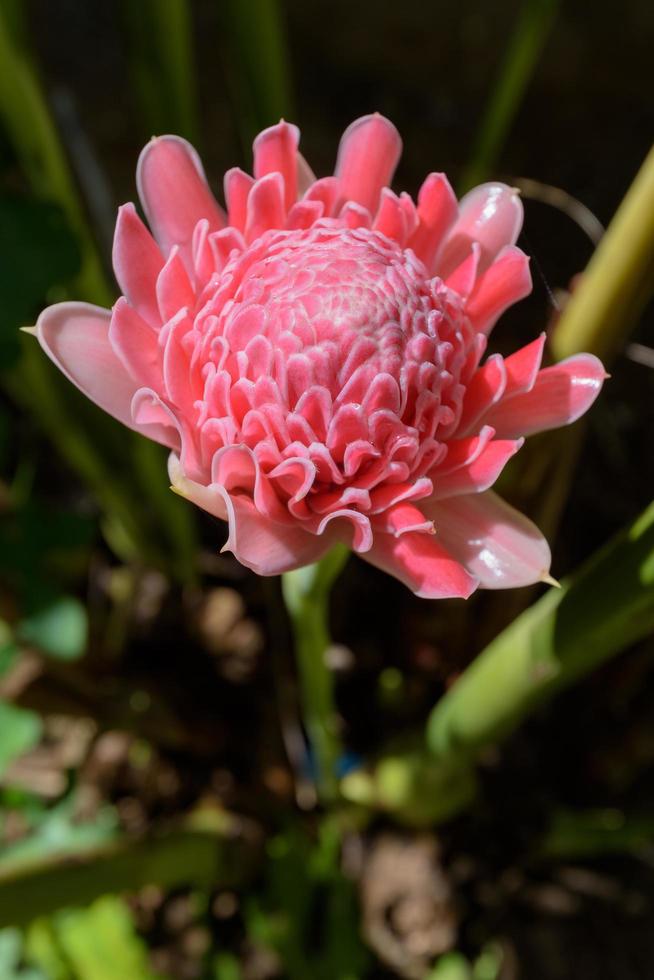 Torch Ginger Stock Photos, Images and Backgrounds for Free Download
