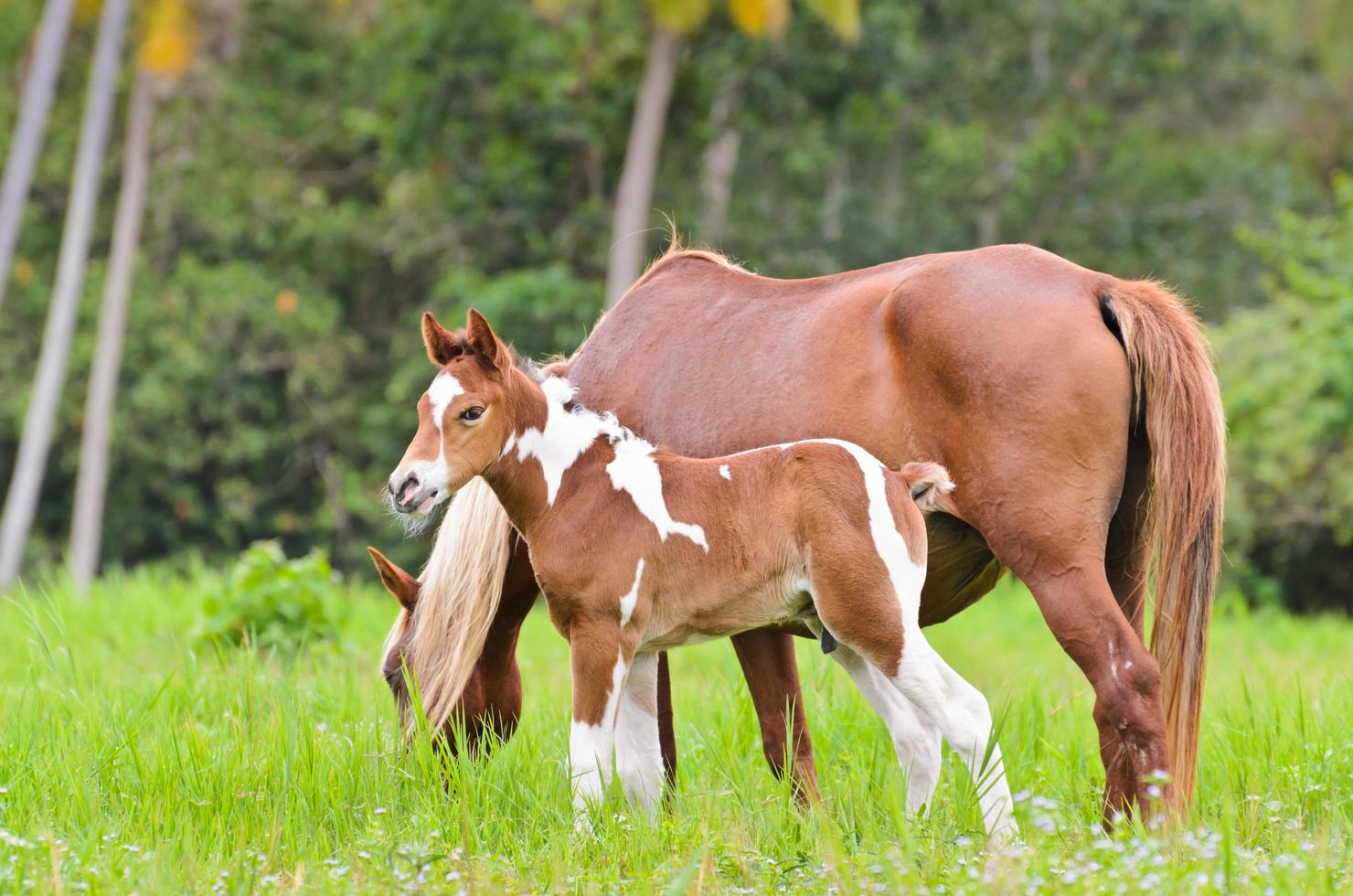 Mare and foal in a meadow photo