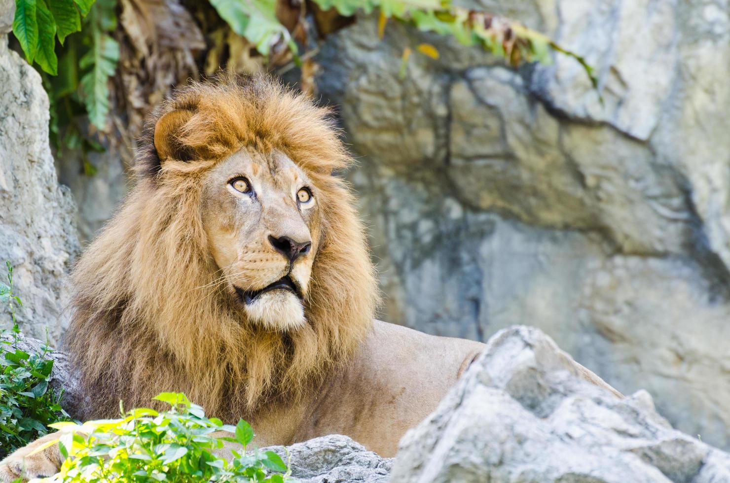 Male lion crouched on the rock photo