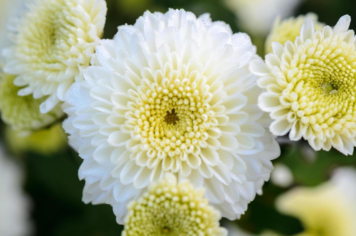 Close up white Chrysanthemum Morifolium flower photo